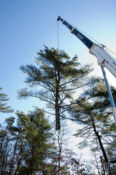 Crane assisted removal of a tree
