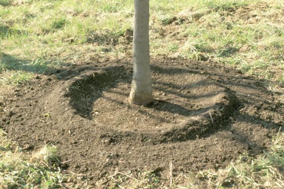 Proper tree placement and planting