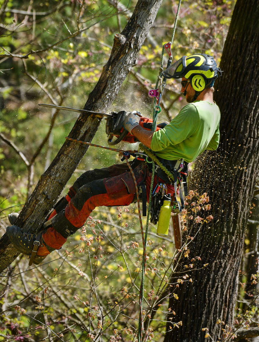 safe tree climber by tree care professional