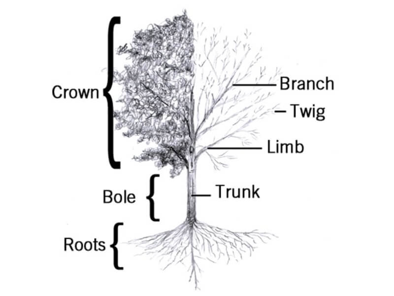 Various parts of a tree